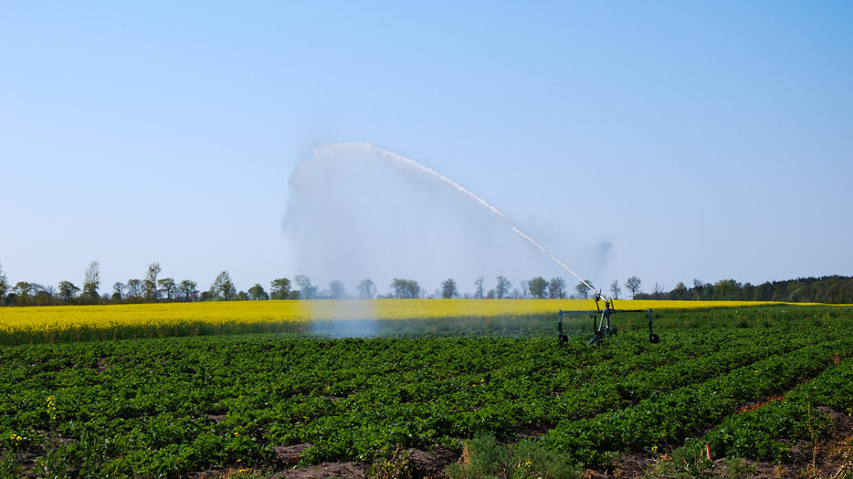 Irrigation of a field with growing strawberry plants